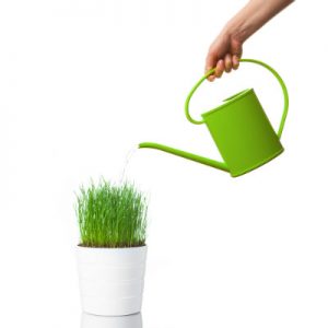 Cat Grass Care Watering
