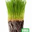Cat Grass Give As A Gift - One Month