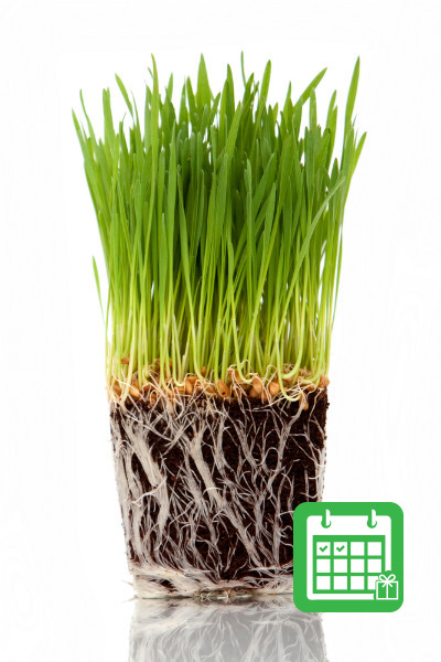 Cat Grass Give As A Gift - Two Months