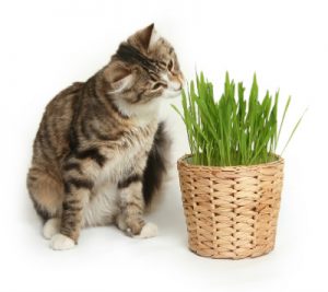 Grow Your Own Cat Grass Cat