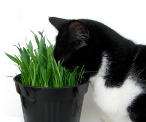 Refer a friend My Cat Grass