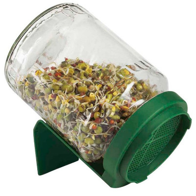 Grow Your Own Cat Grass - Sprouting Jar