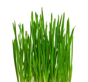 Fresh Cat Grass