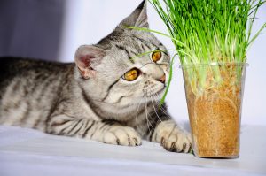 How does my cat grass work