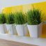 My Cat Grass Station Canary Yellow