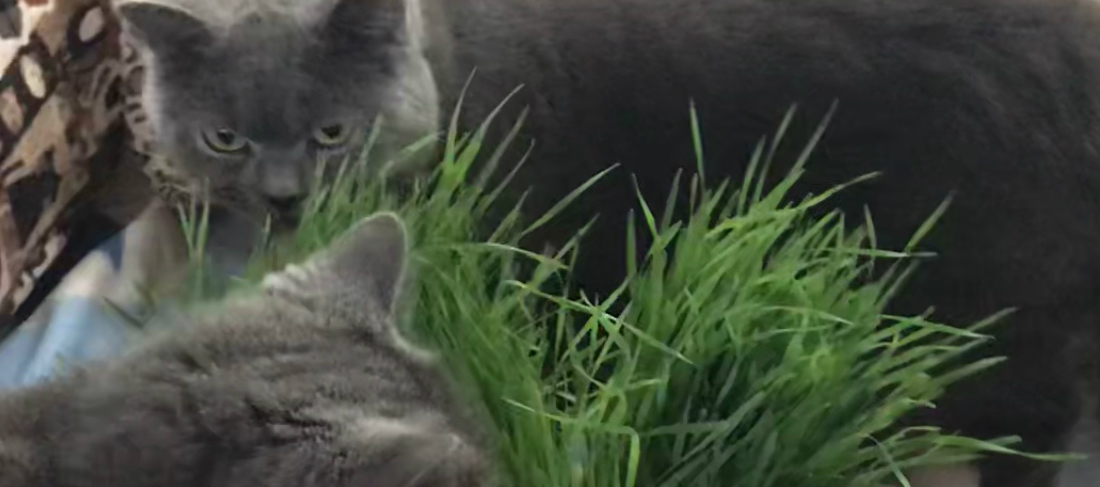 Sharon and Albert Recommend My Cat Grass