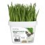 Grow Your Own Cat Grass Kit Barley