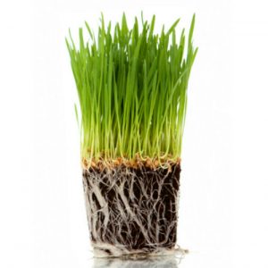 Where to Buy Cat Grass - My Cat Grass Ready Grown