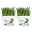 Cat Grass Kit Subscription Wheat