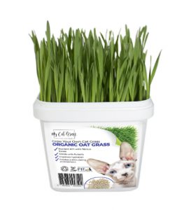 Grow Your Own Cat Grass Oat