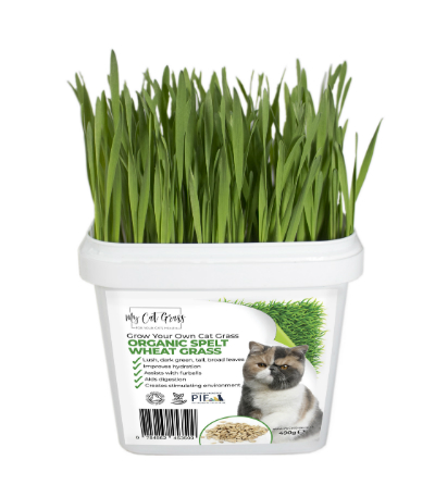 Grow Your Own Cat Grass Wheat