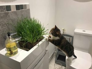 Rupert and Minnie Recommend My Cat Grass