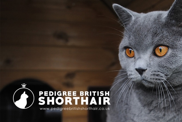 Pedigree British Shorthair.co.uk recommends My Cat Grass