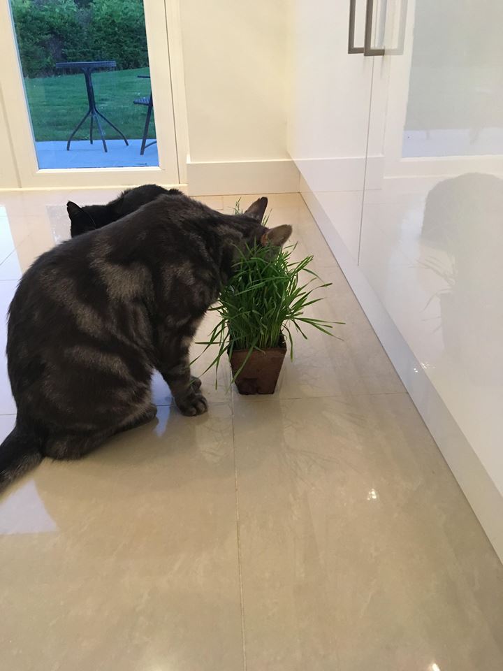 Rhys Dylan and Spencer Recommend My Cat Grass