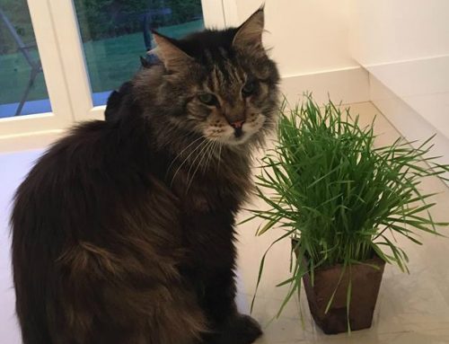 Rhys Dylan and Spencer Recommend My Cat Grass
