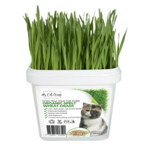 Where to Buy Cat Grass - My Cat Grass