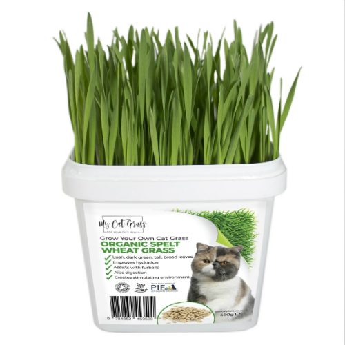 Cat Grass Kit Subscription Wheat