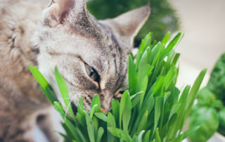 Where to Buy Cat Grass