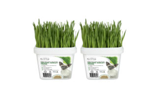 Grow Your Own Cat Grass Instructions - Barley