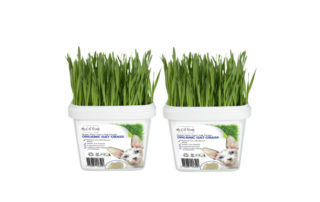 Grow Your Own Cat Grass Instructions - Oat