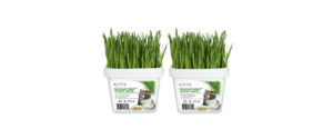 Grow Your Own Cat Grass Instructions - Wheat