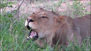 Lion Eating Grass