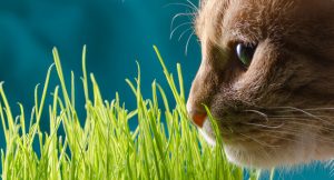 Why Does My Cat Eat Cat Grass?