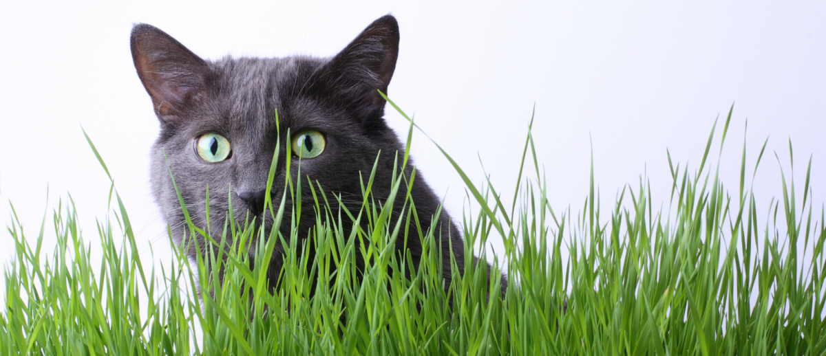 Why Does My Cat Eat Grass?