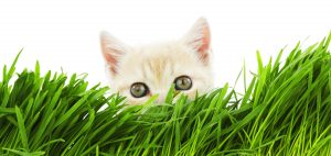 Why Does My Cat Eat Cat Grass?