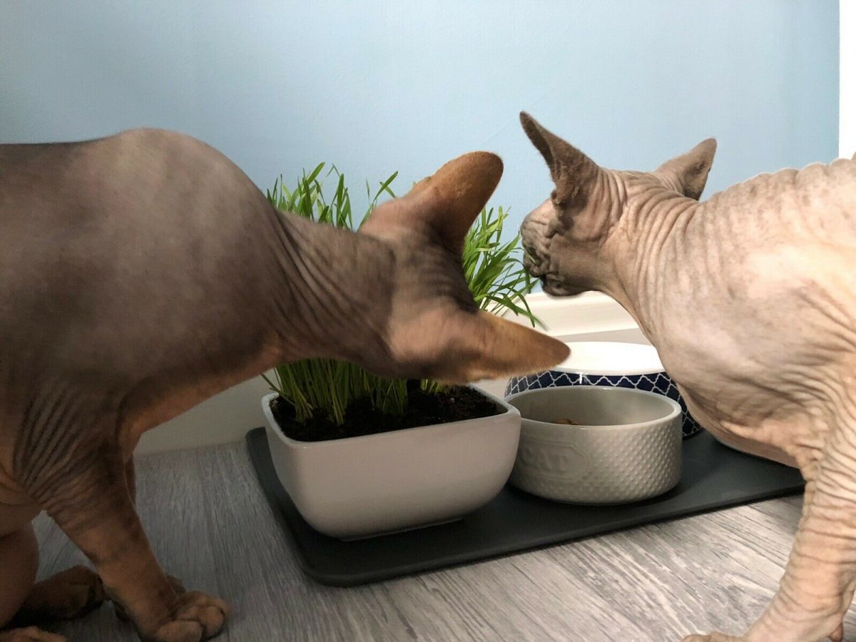 Dixee Enzo and Nikol Michalek Recommend My Cat Grass