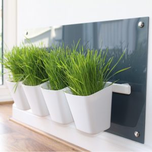 Cat Grass Stations and Trays