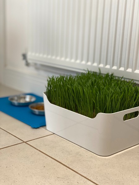 Cat Grass Station Tray - Large