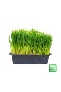 Ready Grown Cat Grass Tray (Regular)