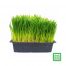 Ready Grown Cat Grass Tray (Regular)