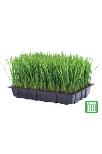 Ready Grown Cat Grass Tray Subscription (Large)