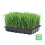 Ready Grown Cat Grass Tray Subscription - Large