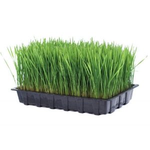 Tray Grass