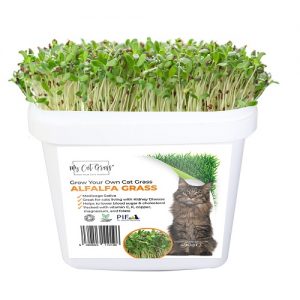 Grow Your Own Cat Grass Kit - Alfalfa