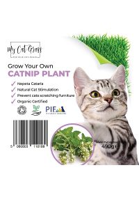 Grow Your Own Catnip Plant