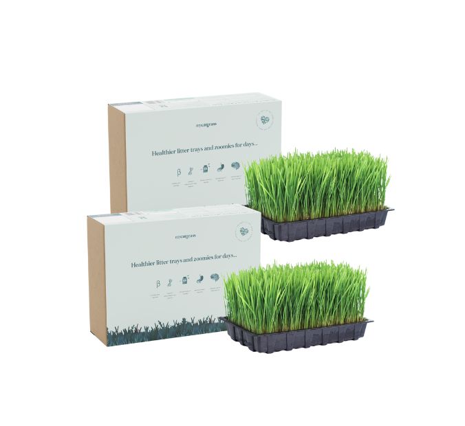 Cat Grass Bed