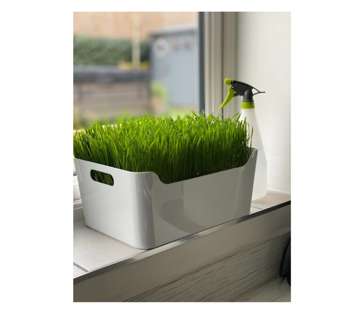 Cat Grass Tray Station - Large