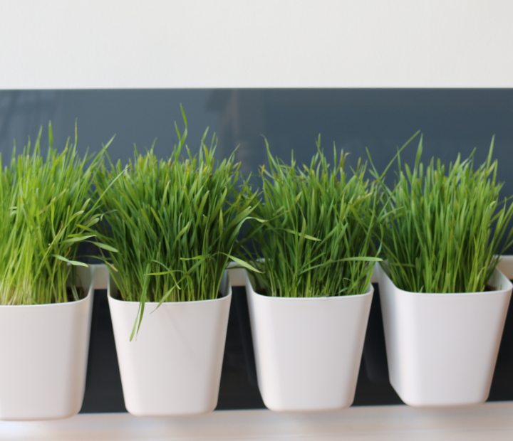 My Cat Grass Station