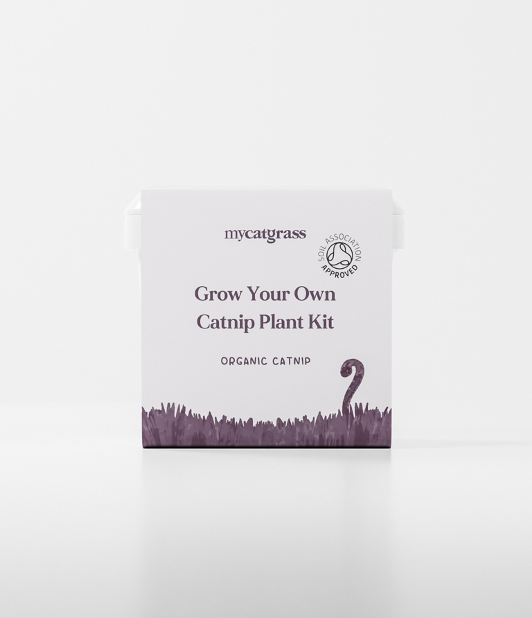 Grow Your Own  - Organic Catnip Plant