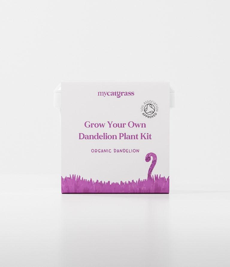 Grow Your Own  - Organic Dandelion Plant