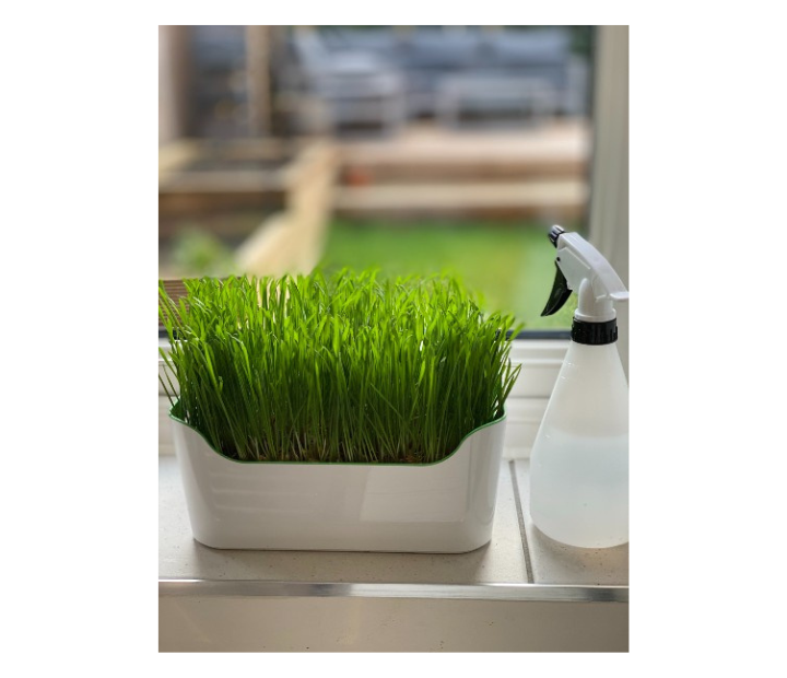 Cat Grass Tray Station - Regular