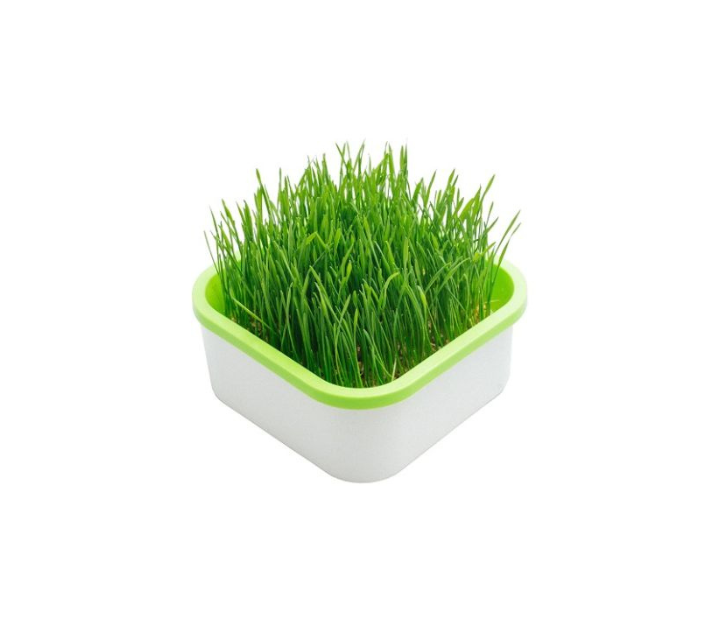 Cat Grass Seed Station