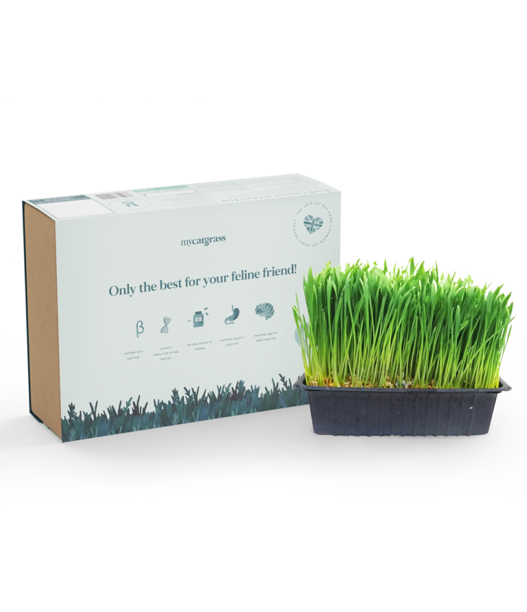 Ready Grown Cat Grass Tray - Regular