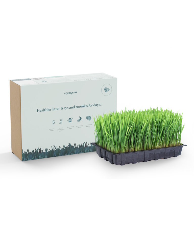 Ready Grown Cat Grass Tray - Large