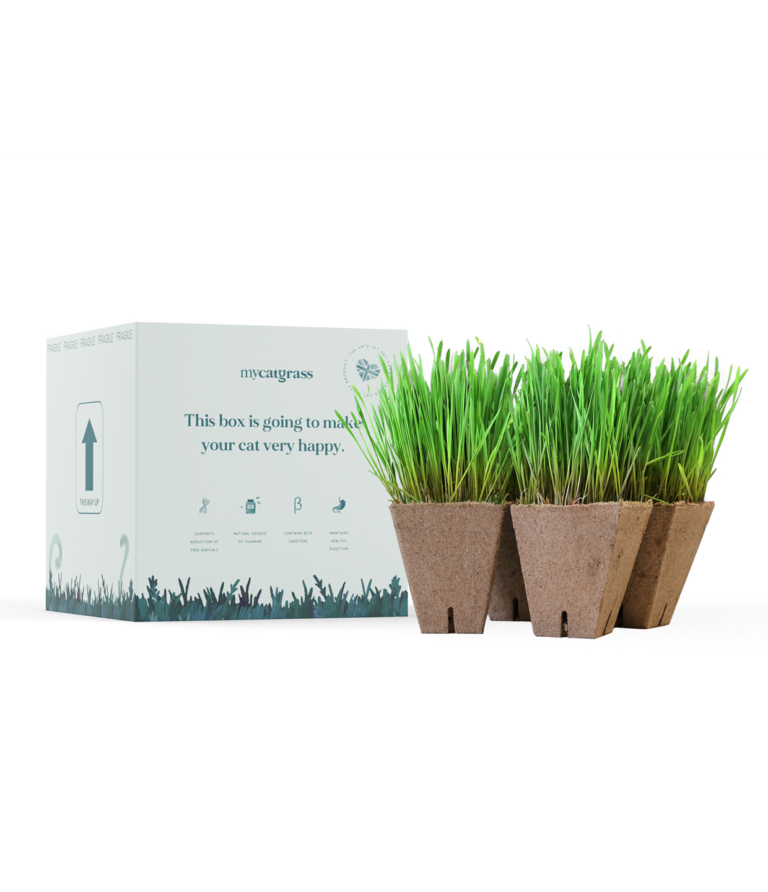 Ready Grown Cat Grass (Pots)